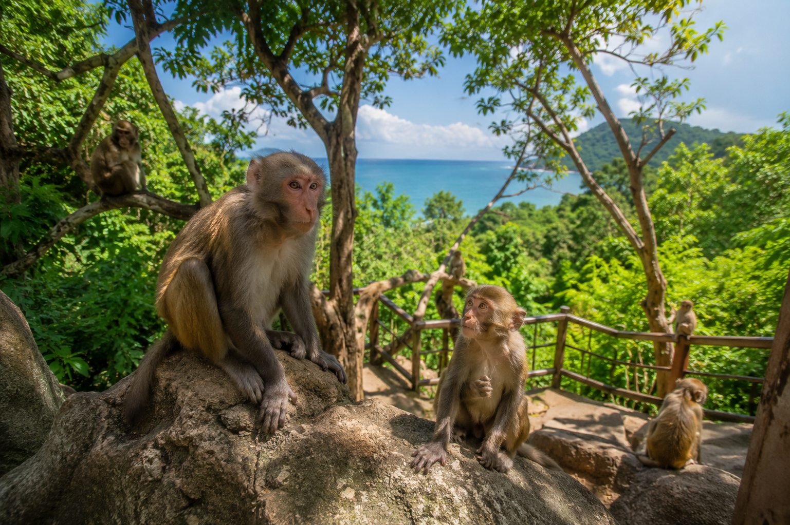 Остров Обезьян (Nanwan Monkey Island)
